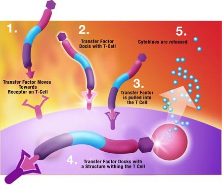 immunsystem